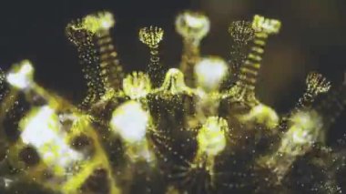 Omicron covid 2019 3D. Ağır akut solunum sendromu Coronavirus 2 SARS-CoV-2 veya 2019-nCoV