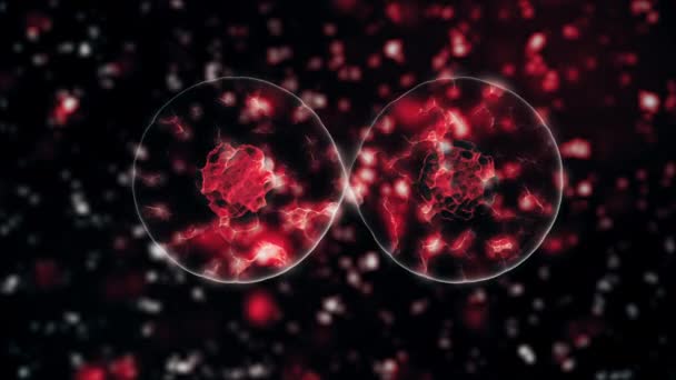 顕微鏡下での感染生物内部のコロナウイルス2019-nCovのOmicron Pathogenは、黒の背景に赤い色の細胞として。流行につながる危険なウイルス株の場合。3Dレンダリングを閉じます — ストック動画