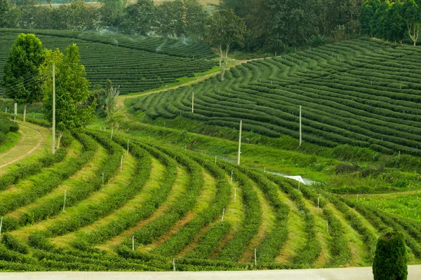 yeşil çay çiftlik