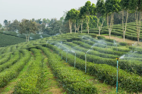 yeşil çay çiftlik