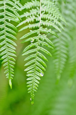 ferns Şafağı