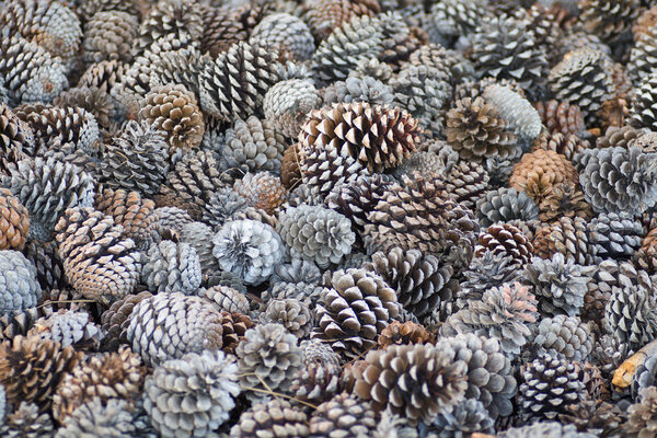 Pinecone