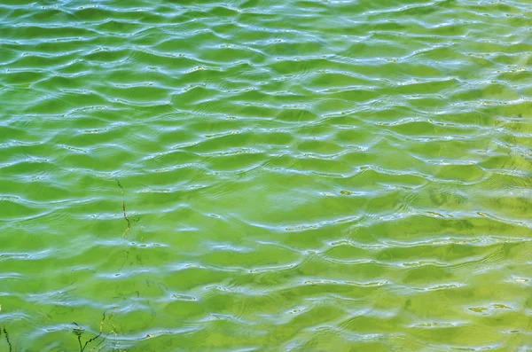 Água do pântano — Fotografia de Stock