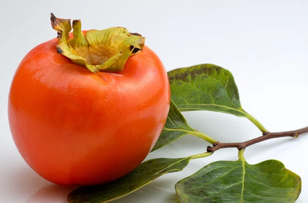 Kaki op tak — Stockfoto