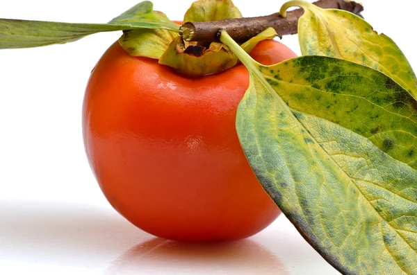 Kaki med tre blad och delen av stammen — Stockfoto