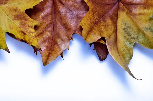 Gedroogde Bloemenlijst — Stockfoto