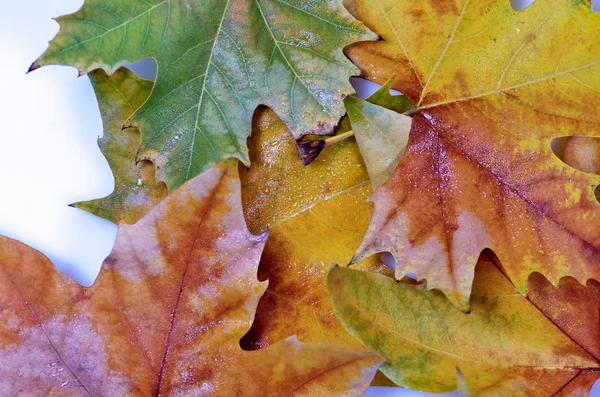 Stapel van bladeren in diverse kleuren — Stockfoto
