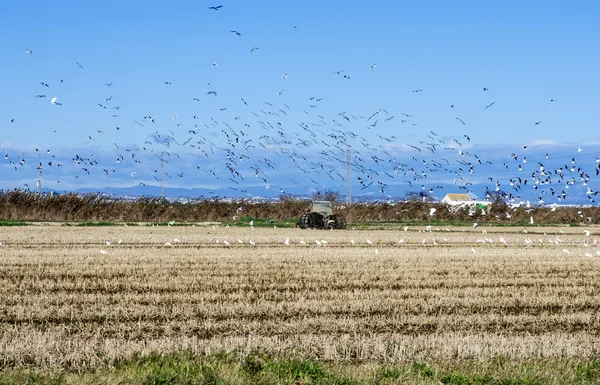 Récolte de riz — Photo