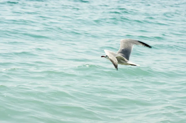 Vogel am Strand 3 — Stockfoto