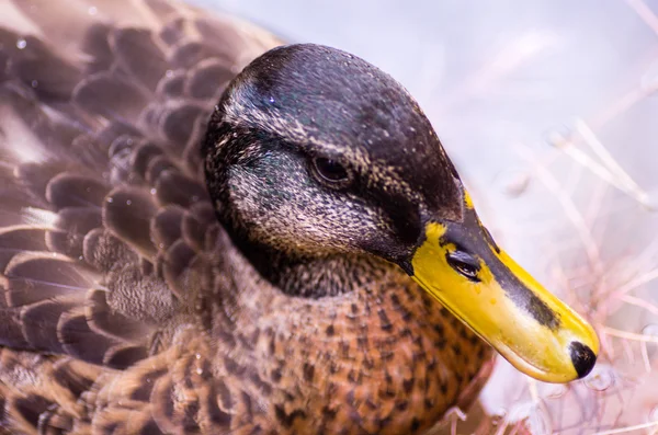 Pato 2 — Fotografia de Stock