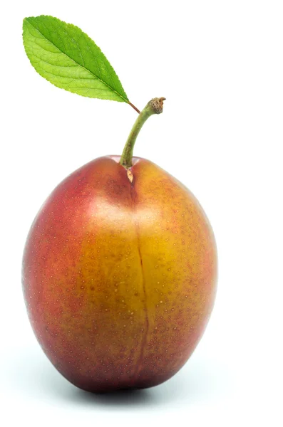 Plum — Stock Photo, Image