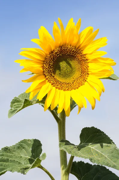 Sonnenblume 2 — Stockfoto