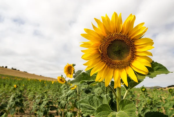 Sonnenblume 3 — Stockfoto