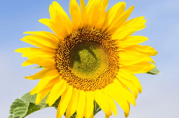 Sonnenblume — Stockfoto