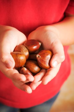 bir avuç dolusu kestane