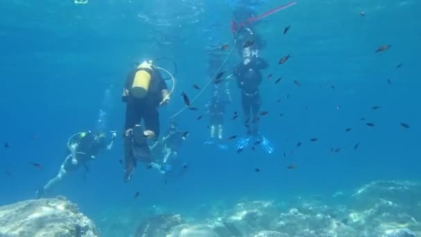 Buceo de buceo — Vídeos de Stock