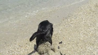 köpek kazma