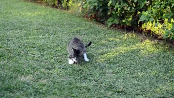 猫狩猎一只鸟 — 图库视频影像