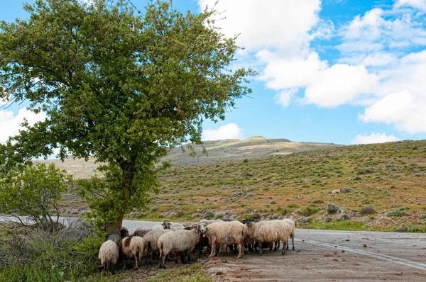 Ziegenherde — Stockfoto