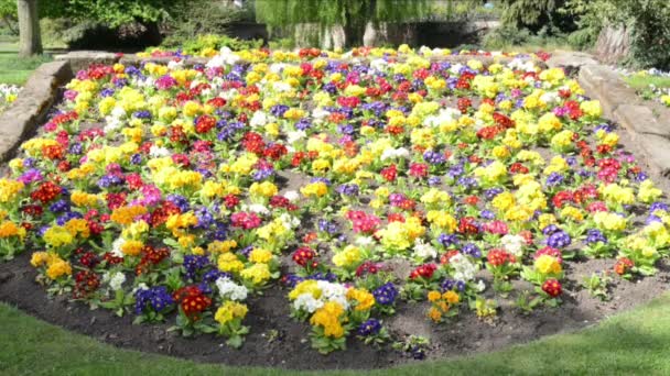 Cama de flores — Vídeo de stock