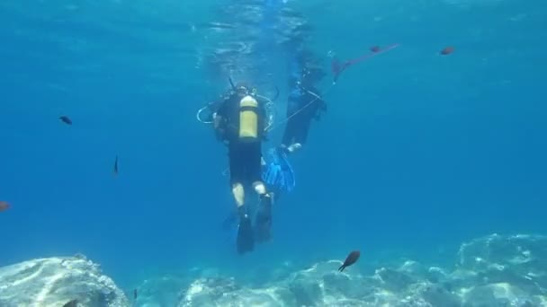 Scuba diving — Stock Video