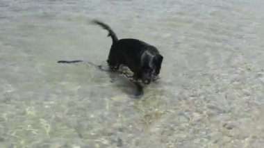siyah köpek