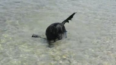 siyah köpek
