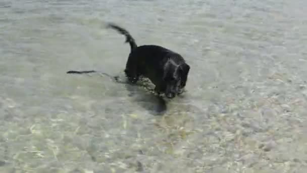 Чёрная собака — стоковое видео