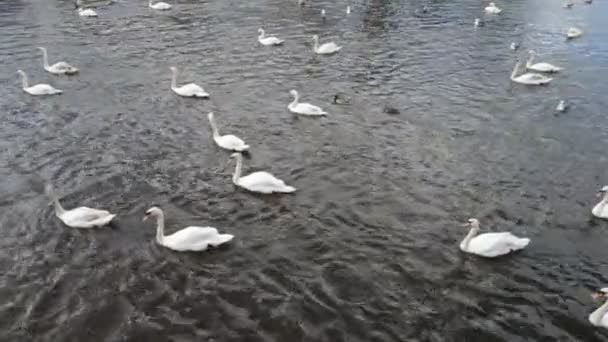 Cisnes e patos — Vídeo de Stock