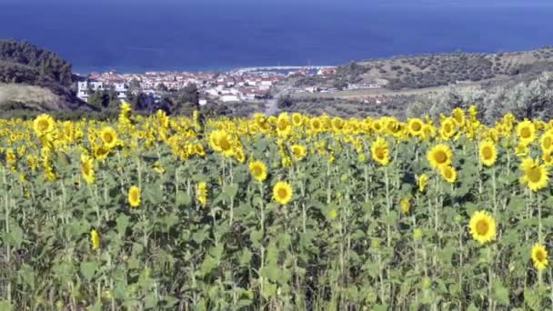 Girasoles — Vídeo de stock