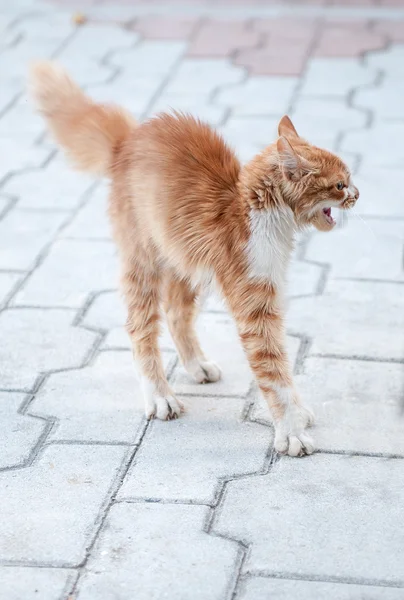 Korkmuş kedi — Stok fotoğraf