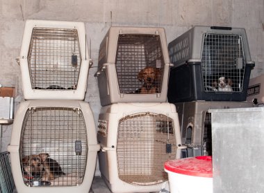 köpek kafesleri