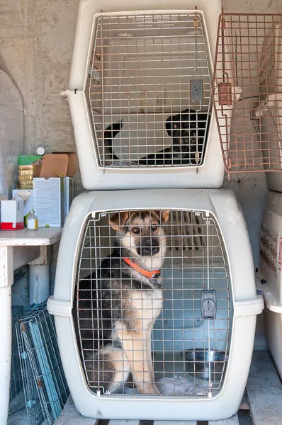 Dog Cage — Stock Photo, Image