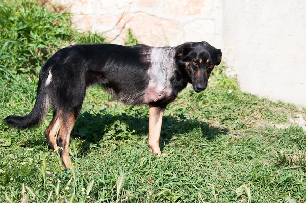 Injured Dog — Stock Photo, Image