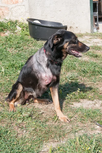 Injured dog — Stock Photo, Image