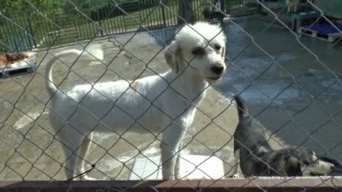 Tatlı beyaz köpek.