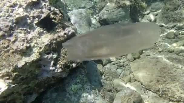 Comb Jelly — Stock Video