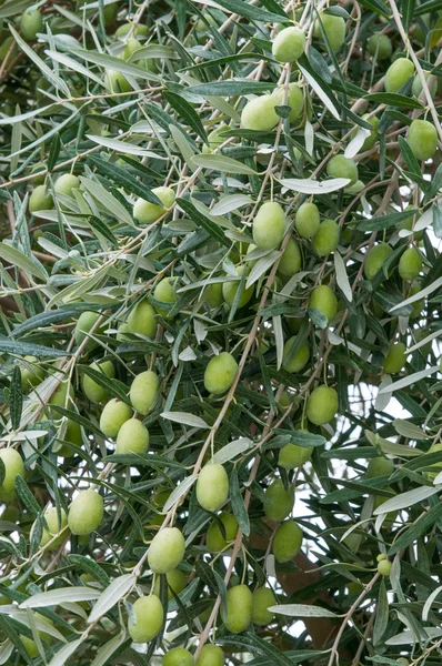 Olive — Foto Stock