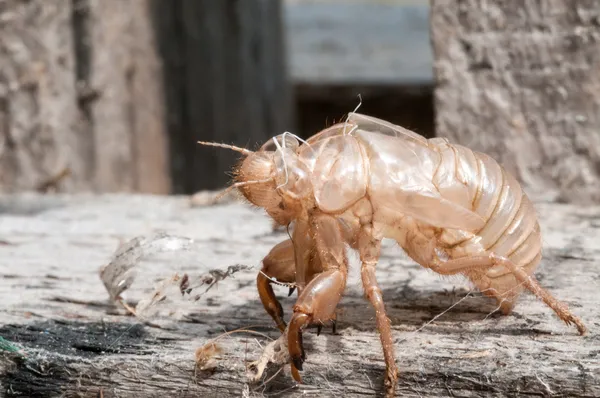 Derrame Cicada pele — Fotografia de Stock