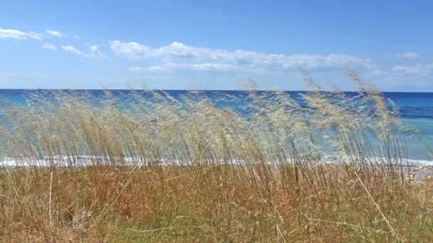 海和芦苇 — 图库视频影像