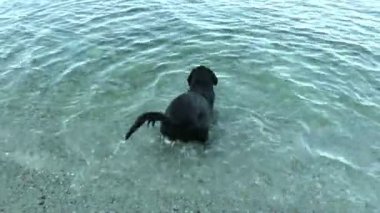 siyah köpek