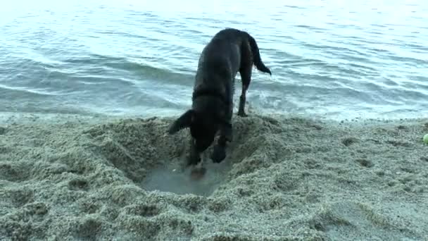 Cão escavador — Vídeo de Stock