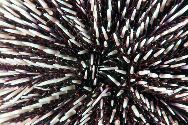 Urchin Spines — Stockfoto