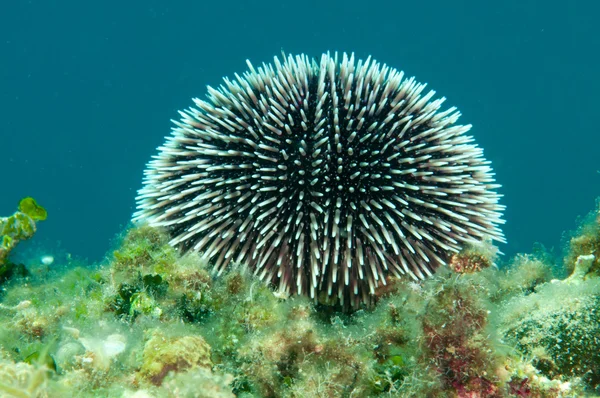 Seeigel — Stockfoto