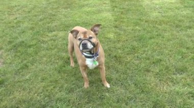 Staffordshire boğa korkunç