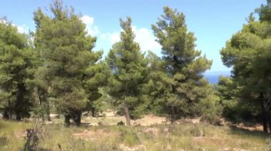 Ormandaki çam ağaçları