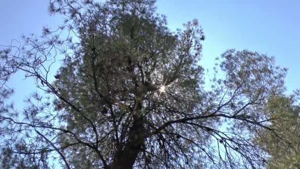 Güneş patlaması ile bazı ağaçlar — Stok video