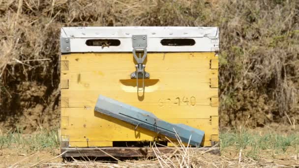 Bee Hives — Stock Video