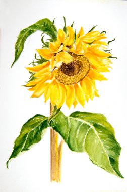 Ayçiçeği