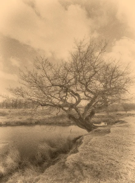Old Tree — Stock Photo, Image